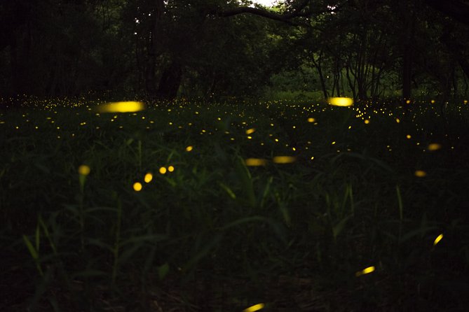 Fireflies Tour in Cherating - Meeting the guide at Jalan Kampung Cherating Lama