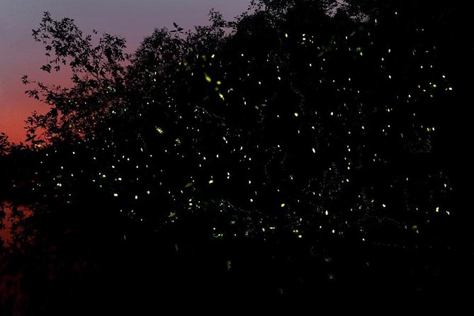 Firefly Tour Johor Bahru@Kota Tinggi Firefly Park - Quick facts about the Kota Tinggi firefly cruise