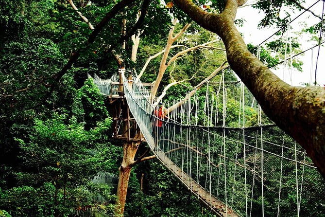 Forest Research Institute Malaysia (FRIM) Nature Trekking Tour - Why FRIM makes sense as a Kuala Lumpur side trip