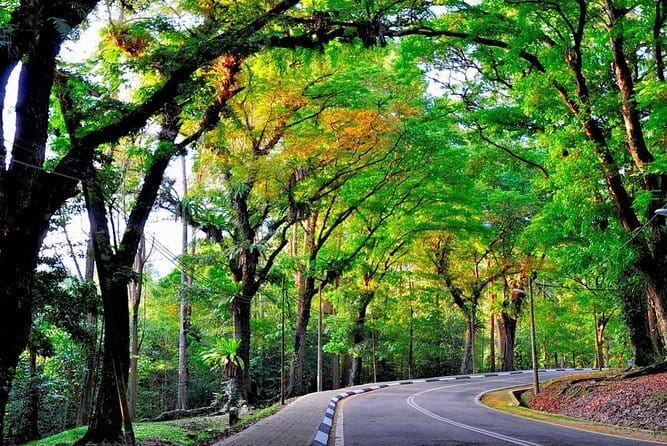Forest Research Institute Malaysia (FRIM) Nature Trekking Tour - The two-hour nature trek