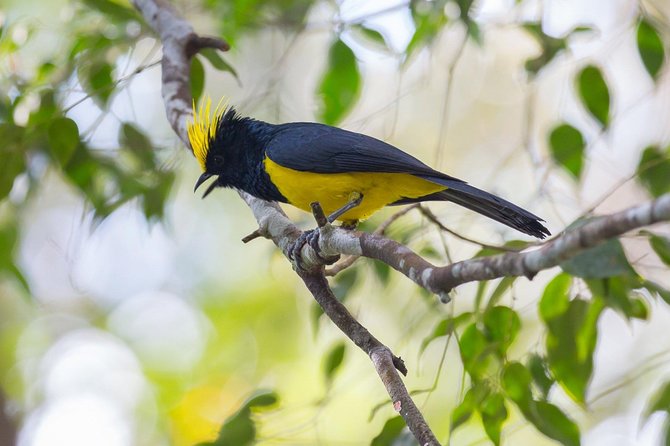 Fraser's Hill Bird-Watching & Nature Sightseeing Tour from Kuala Lumpur - Why Fraser’s Hill Works for a Birding Day Trip