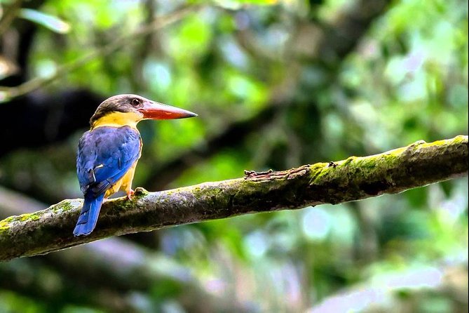 Fraser's Hill Bird-Watching & Nature Sightseeing Tour from Kuala Lumpur - Bukit Fraser: Cool Air and Highland Views