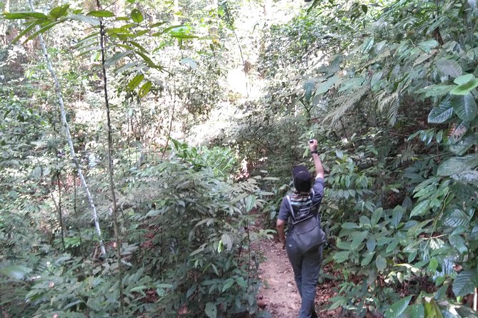 FRIM Nature Trekking Tour with Batu Caves, Batik & Pewter Factory - Should you book the FRIM and Batu Caves tour?