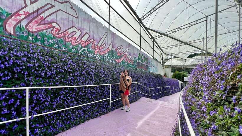 From Kuala Lumpur: Cameron Highlands Day Tour with Lunch - Why Cameron Highlands makes a good escape from Kuala Lumpur