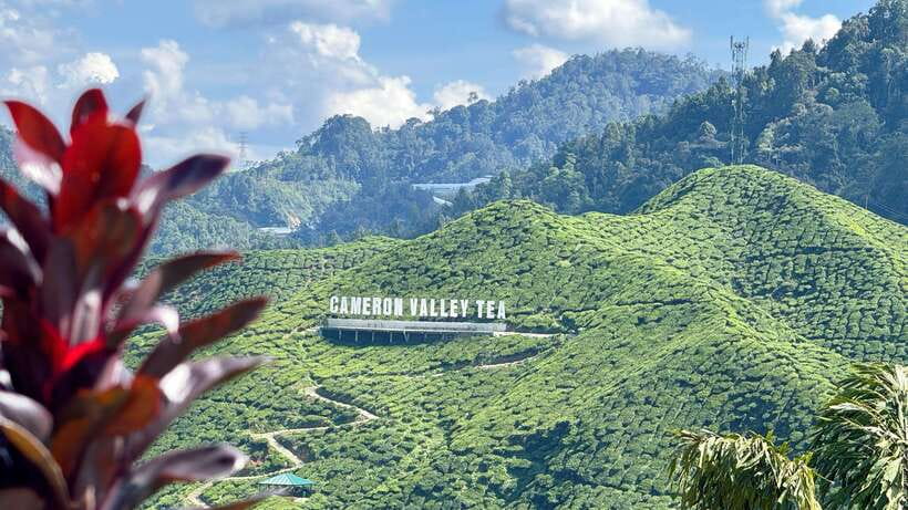 From Kuala Lumpur: Cameron Highlands Day Tour with Lunch - Ladang Soon Cheong and the first farm stop