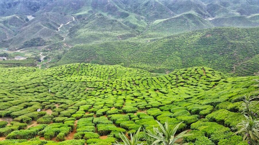 From Kuala Lumpur: Cameron Highlands Day Tour with Lunch - Cameron Valley Tea House No. 2