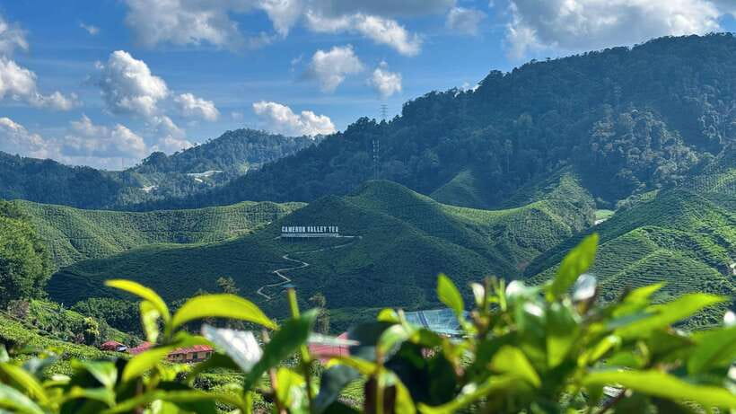 From Kuala Lumpur: Cameron Highlands Day Tour with Lunch - The early pickup and mountain road