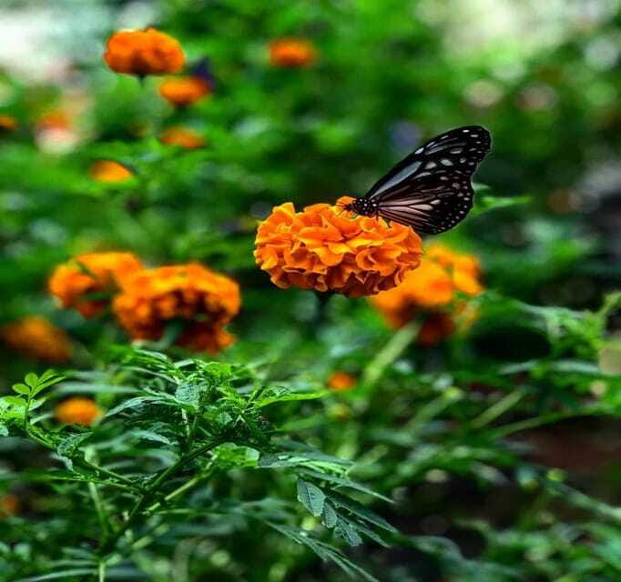 From Kuala Lumpur: Cameron Highlands Day Trip with Transfers - Bharat Tea Farm and the best views of the day