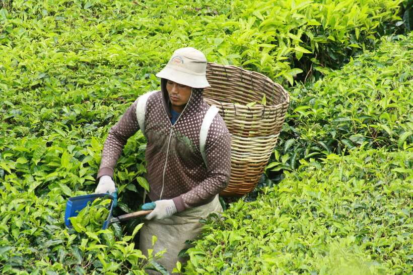 From Kuala Lumpur: Cameron Highlands Full-Day Tour - Raju’s Hill Strawberry Farm and extra-cost picking