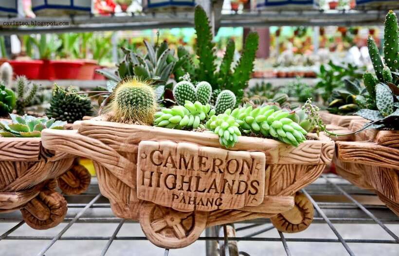 From Kuala Lumpur: Cameron Highlands Full-Day Tour - Kea Farm, vegetables, honey, and cactus