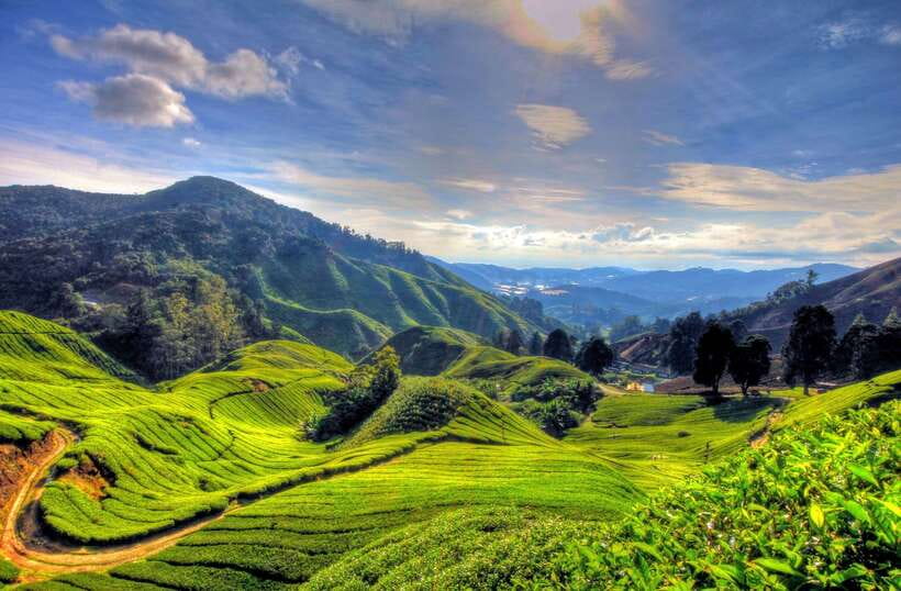 From Kuala Lumpur: Cameron Highlands Full-Day Tour - The early Kuala Lumpur pickup and mountain road
