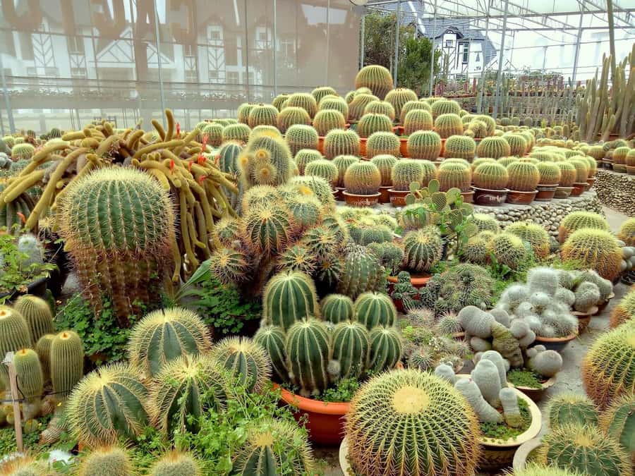 From Kuala Lumpur: Cameron Highlands Private or Join In Tour - Five things to know before you go