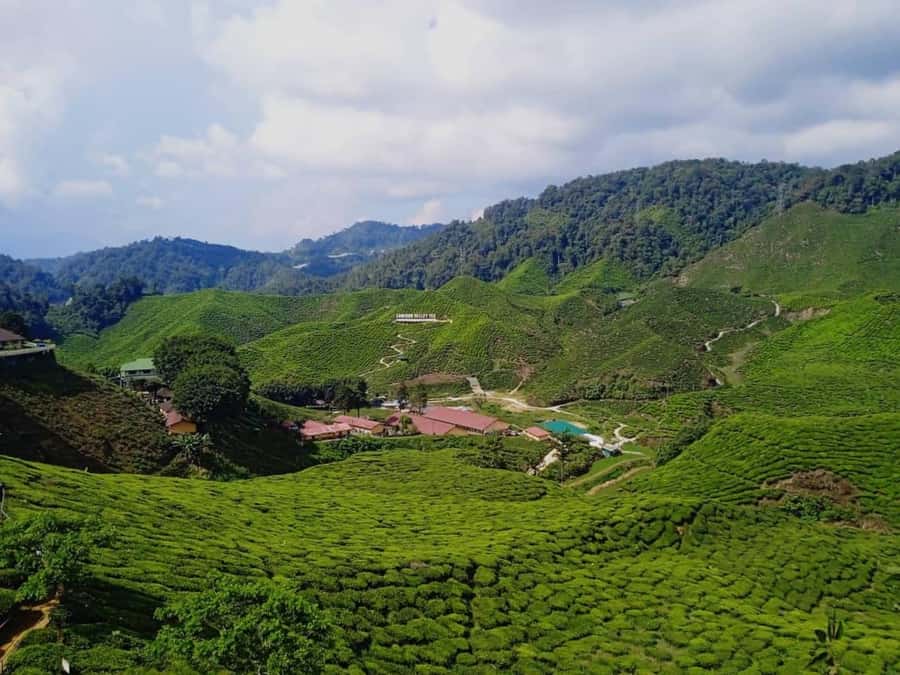 From Kuala Lumpur: Cameron Highlands Private or Join In Tour - Why Cameron Highlands makes a good day out