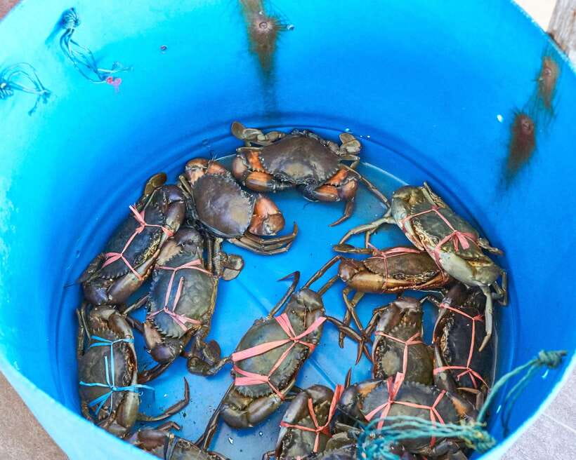 From Kuala Lumpur: Crab Island Tour with Seafood Lunch - Booking value, timing, and cancellation details