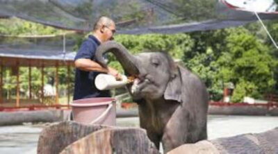 Elephant Sanctuary Guided Tour