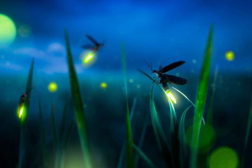From Kuala Lumpur: Fireflies Tour and Seafood Dinner - Key points before you book