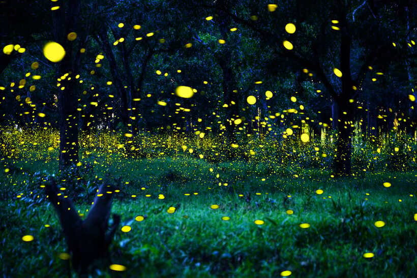 From Kuala Lumpur: Fireflies Tour and Seafood Dinner - The guide can make or break the evening