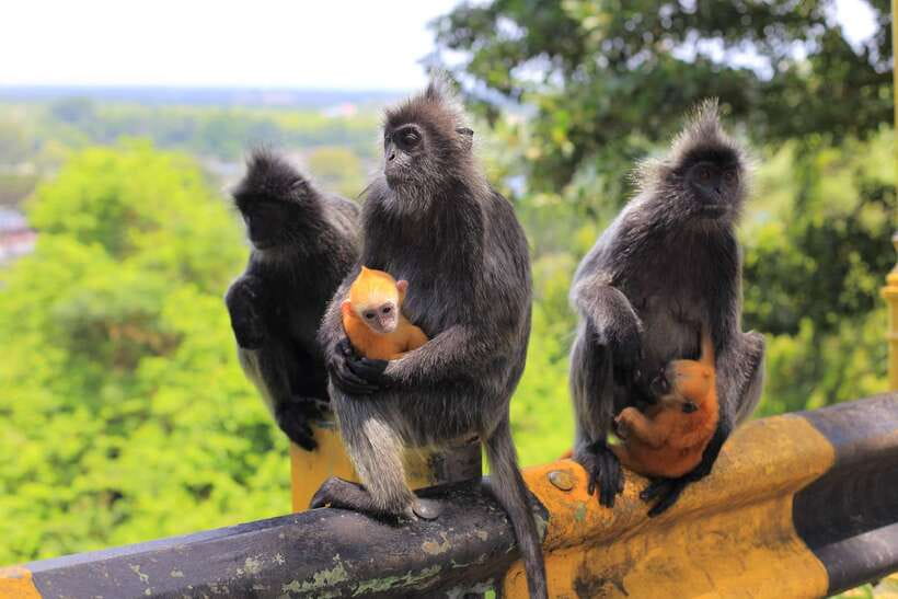 From Kuala Lumpur: Fireflies Tour and Seafood Dinner - Bukit Melawati brings monkeys and a hilltop view