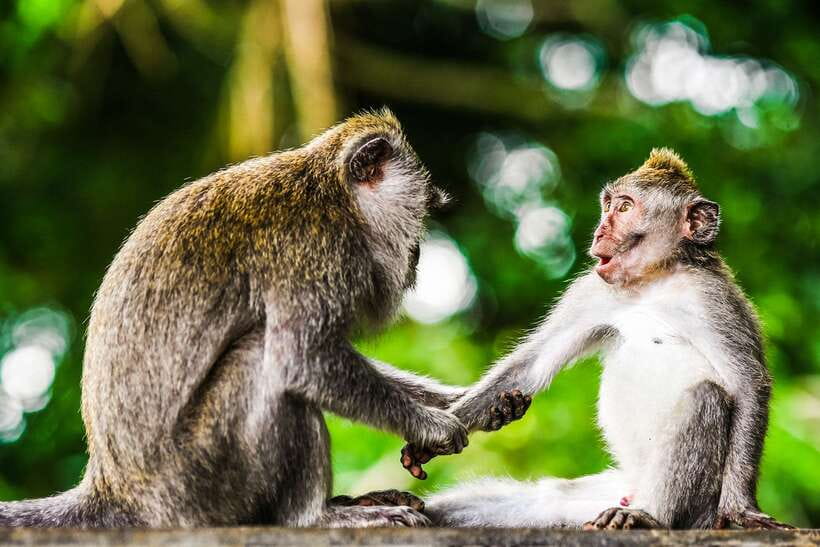 From Kuala Lumpur: Full-Day Taman Negara National Park - Why Taman Negara makes a worthwhile day trip