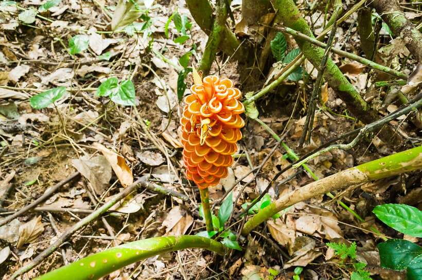 From Kuala Lumpur: Full-Day Taman Negara National Park - Walking into the rainforest