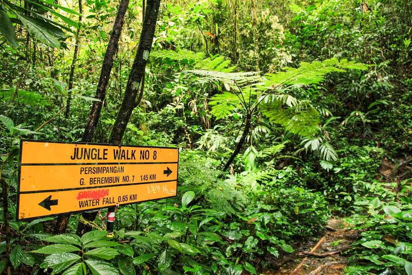 From Kuala Lumpur: Full-Day Taman Negara National Park - What the $173 cost really buys