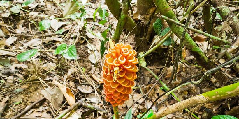 From Kuala Lumpur: Full-Day Taman Negara National Park - Who will enjoy this day most