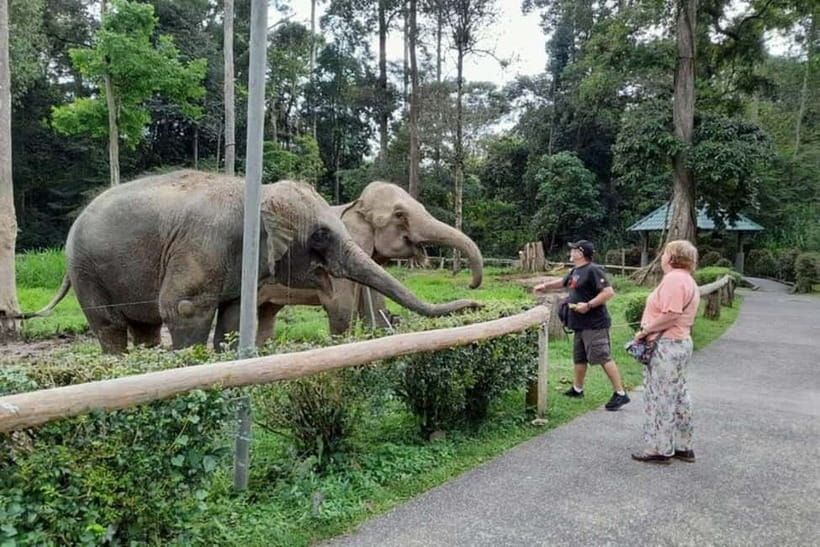 From Kuala Lumpur: Kuala Gandah & Batu Caves Day Trip - What the elephant sanctuary adds