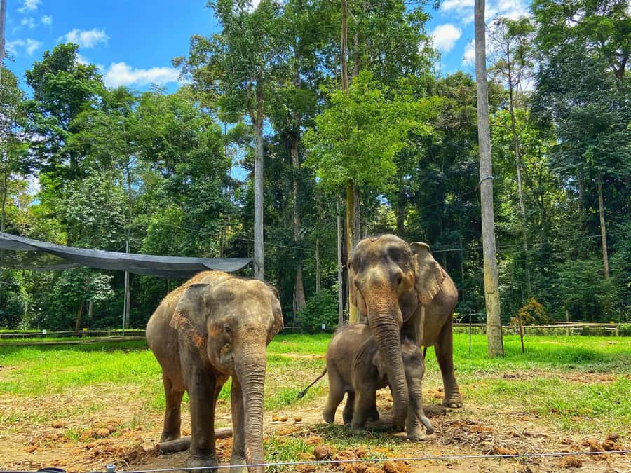 From Kuala Lumpur: Kuala Gandah Elephant Sanctuary Day Trip - Batu Caves: dramatic, colorful, and very quick
