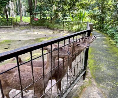 Kuala Gandah Elephant Sanctuary Day Trip