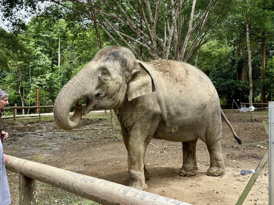 From Kuala Lumpur: Kuala Gandah Elephant Sanctuary Day Trip - Kuala Gandah is about rescue, not elephant tricks