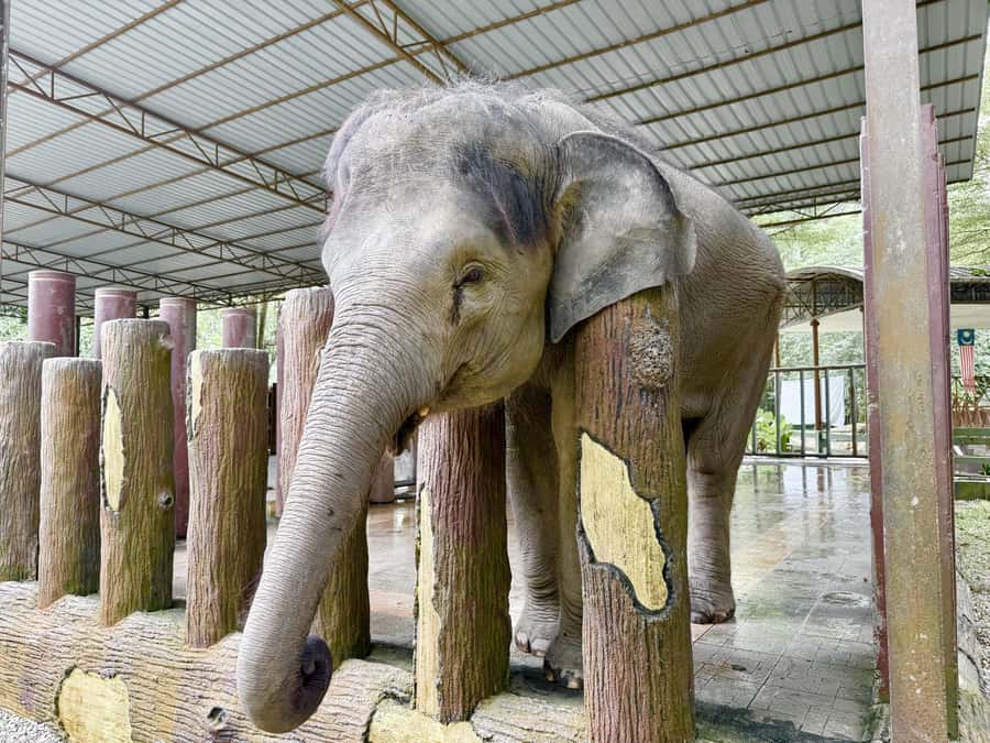 From Kuala Lumpur: Kuala Gandah Elephant Sanctuary Day Trip - The elephant presentation adds useful context