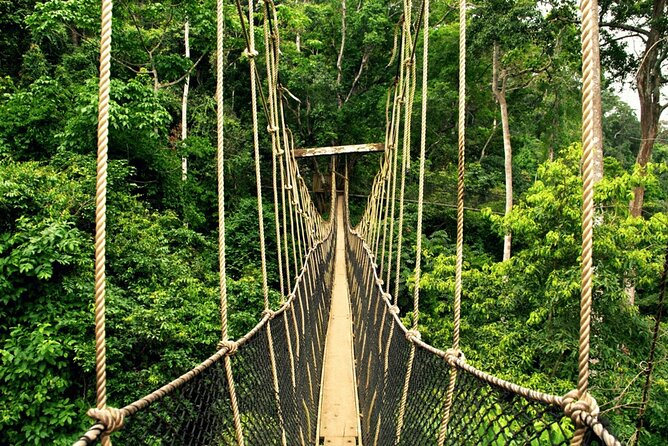 From Kuala Lumpur Taman Negara Day Trip With Lunch - The canopy walkway, with an important maintenance warning