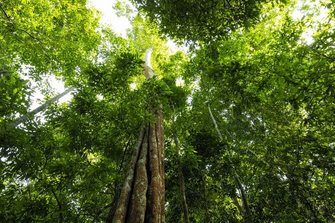 From Kuala Lumpur Taman Negara Day Trip With Lunch - Who will enjoy this full-day plan