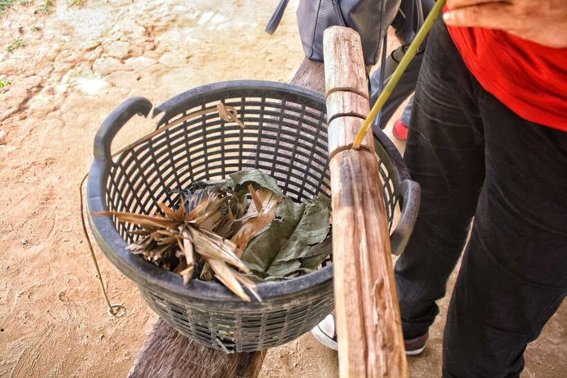 From Kuala Lumpur: Taman Negara National Park Trek Day Tour - What the $177 price really covers