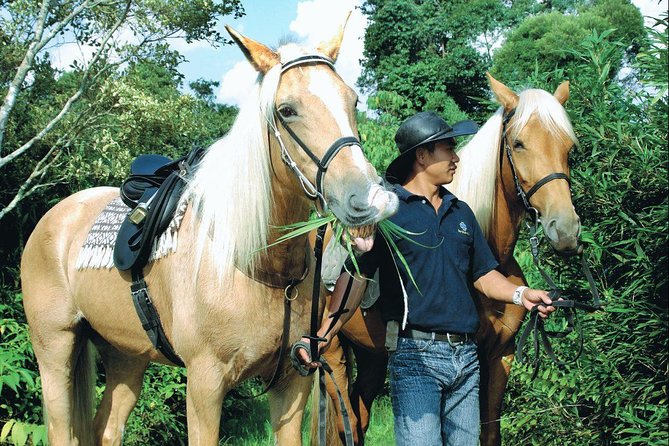 Full-Day Bukit Tinggi French Village Tour - Rabbit Farm offers the most hands-on stop