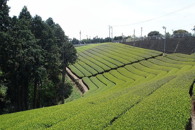 Full-day Cameron Highlands & Batu Caves Tour from Kuala Lumpur - Key points to know before booking