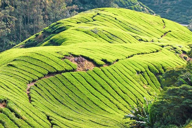 Full-day Cameron Highlands & Batu Caves Tour from Kuala Lumpur - Batu Caves and the 272-step climb