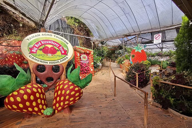 Full-day Cameron Highlands & Batu Caves Tour from Kuala Lumpur - Big Red Strawberry Farm and the limits of a short stop