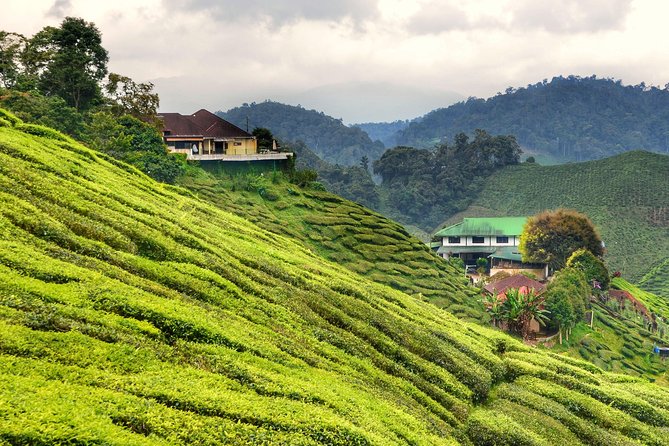 Full-day Cameron Highlands Day Trip from Kuala Lumpur - A cool change from Kuala Lumpur