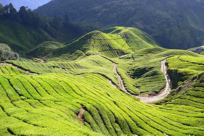 Full Day Cameron Highlands Nature Tour - Why Cameron Highlands makes a good break from Kuala Lumpur