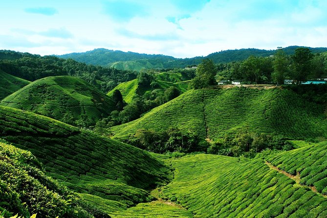 Full Day Cameron Highlands Nature Tour - Learning about honey at Cameron Tringkap Bee Farm