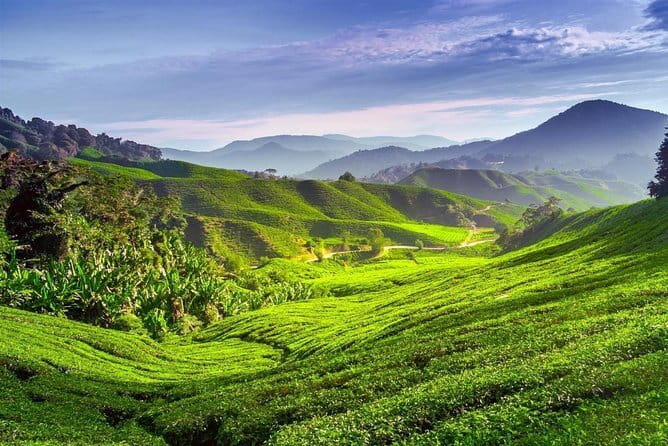 Full-day Cameron Highlands Tour - Key points before you book
