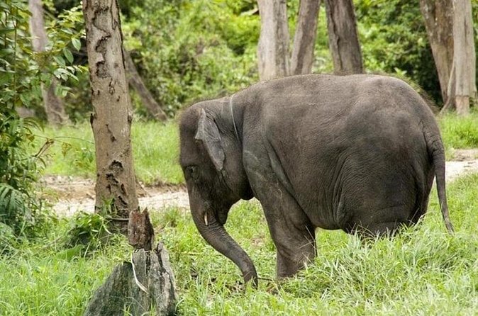 Full Day Elephant Sanctuary Tour with lunch Local food - FAQ