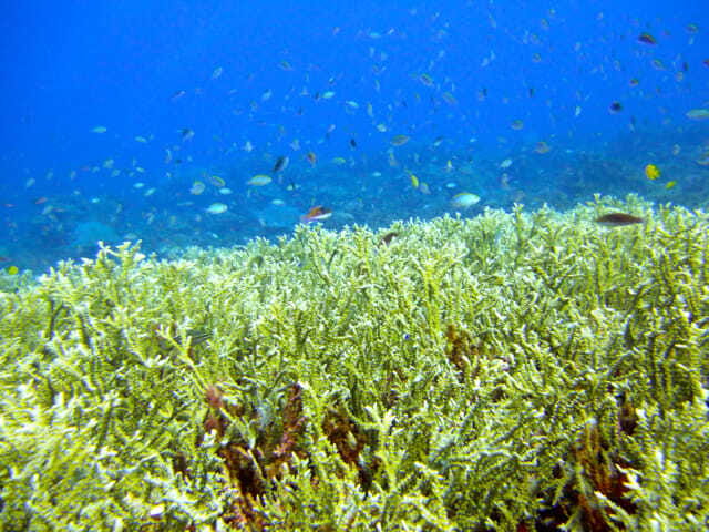 Full-Day Guided Snorkeling Tour from Kota Kinabalu - From Jesselton Point to the South China Sea