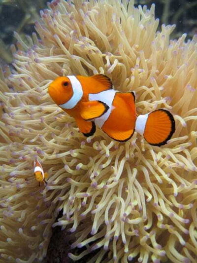 Full-Day Guided Snorkeling Tour from Kota Kinabalu