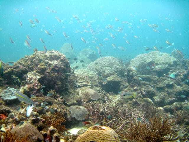 Full-Day Guided Snorkeling Tour from Kota Kinabalu - Island lunch at Gaya Island