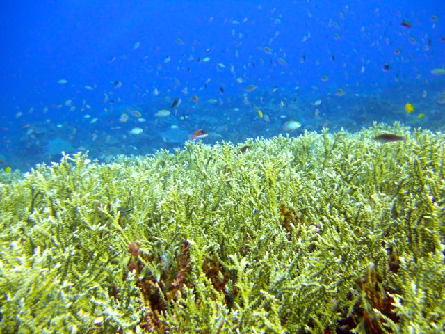 Full-Day Guided Snorkeling Tour from Kota Kinabalu - How much snorkeling do you really get?