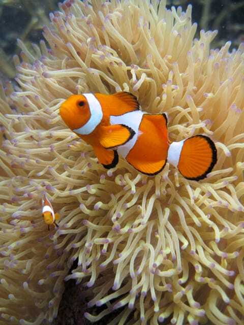Full-Day Guided Snorkeling Tour from Kota Kinabalu - How the guides adjust the day for you