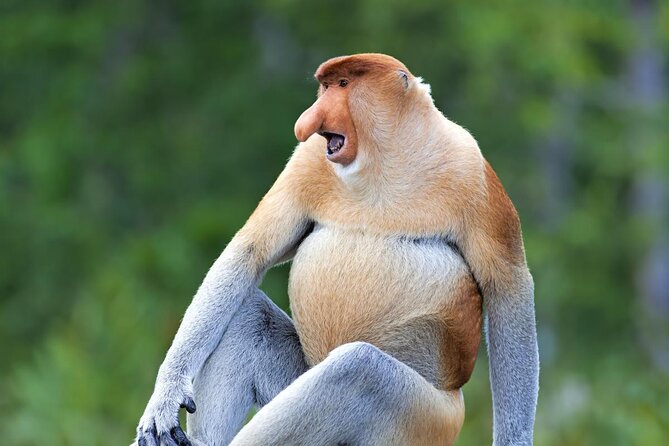 Full-Day Sepilok Orangutan and Proboscis Monkey from Sandakan or Kota Kinabalu - Key points to know before booking