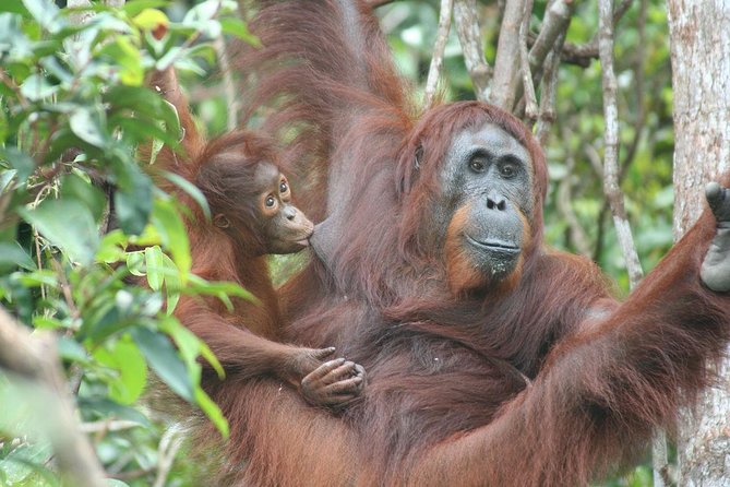 Full-Day Sepilok Orangutan and Proboscis Monkey from Sandakan or Kota Kinabalu - Starting early from Sandakan or Kota Kinabalu